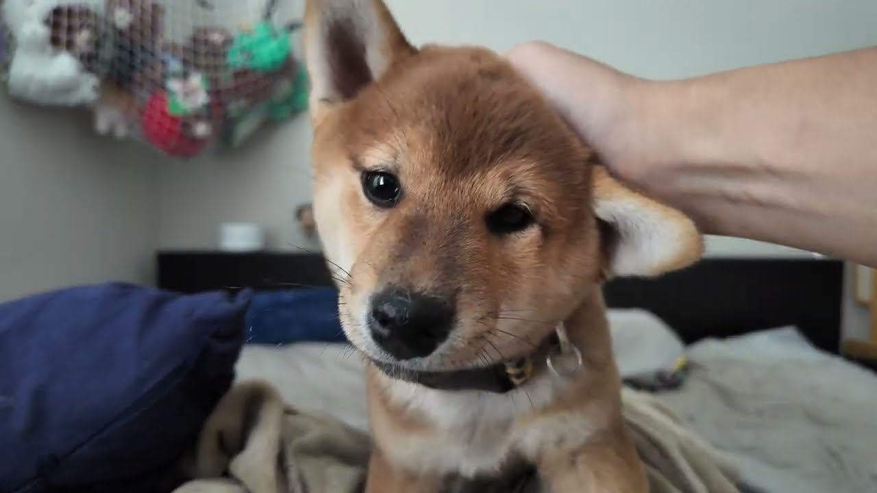 Two Month Old Shiba Inu Puppy Begins Unleashing His Playfulness - 2MO Panko Plays With Papa