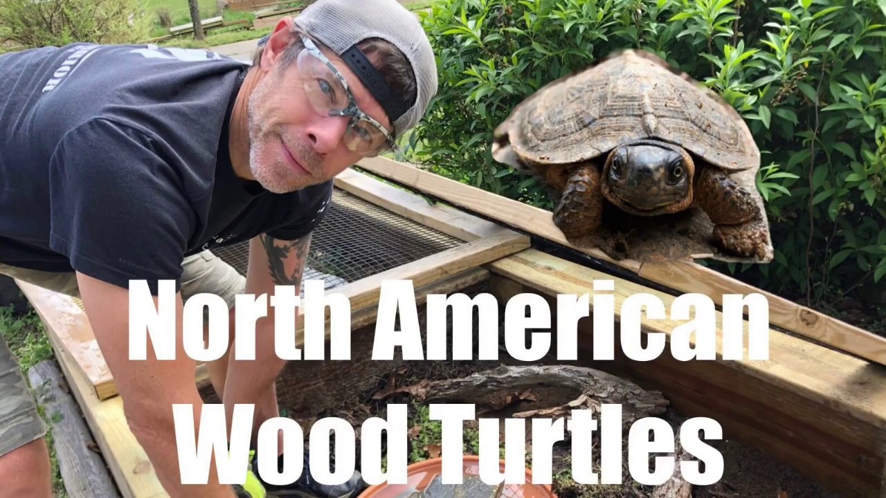 North American Wood Turtle Set Up