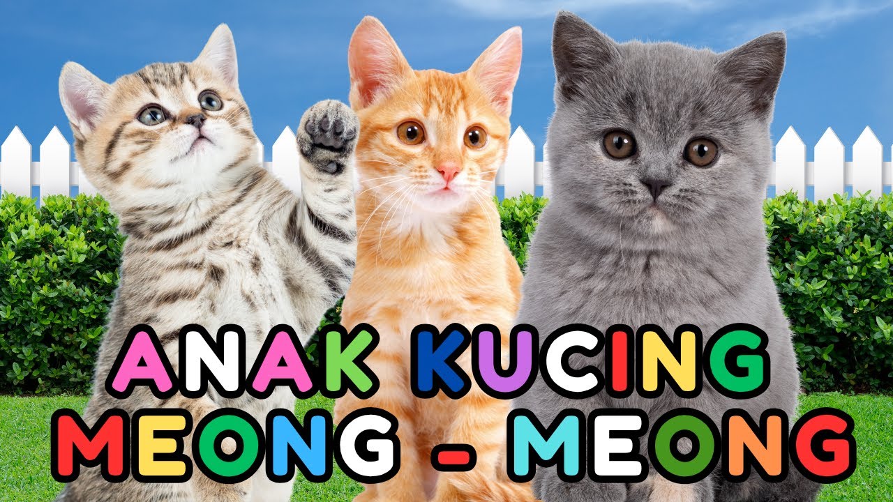 kucing lucu - KUCING PERSIA PUTIH KUCING PERSIA LUCU #kucinglucu #cat #catlover #kucing