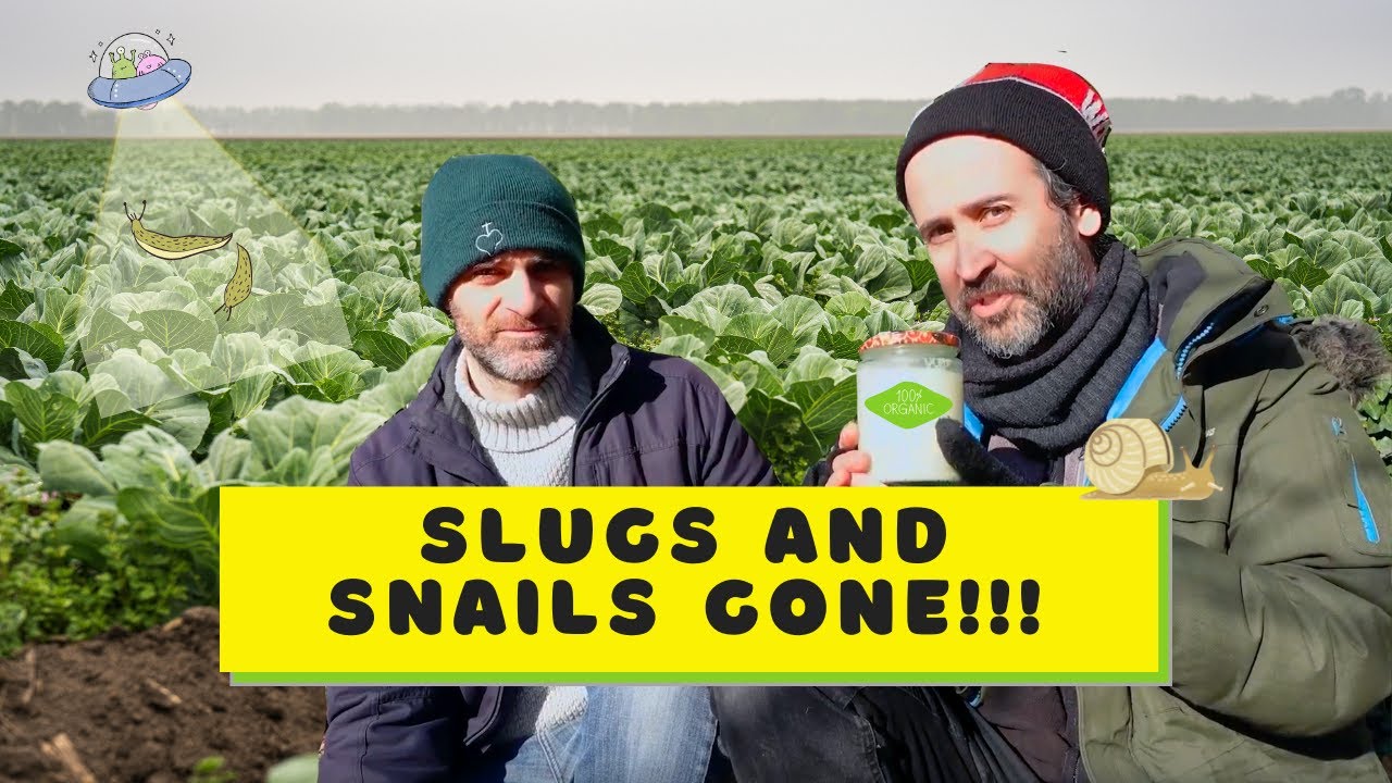 Slugs and Snails Gone!!!  Simple, Cheap and Chemical Free Trap. Guaranteed Results!!