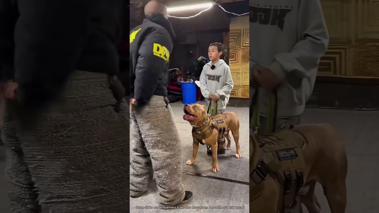Un Chien Militaire Montre Ses Comp&eacute;tences 🤯 (expliqu&eacute;)
