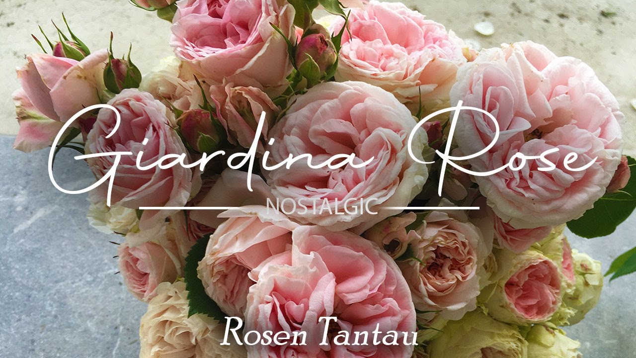 Climbing Rose Giardina &bull; Tantau's Romantic Masterpiece &bull; 5 Years in Our Garden &bull; French Garden Roses