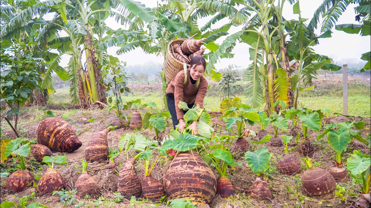 Harvest GIANT TARO Goes to the market sell - Cook Taro bone stewed soup - Phương Daily Life