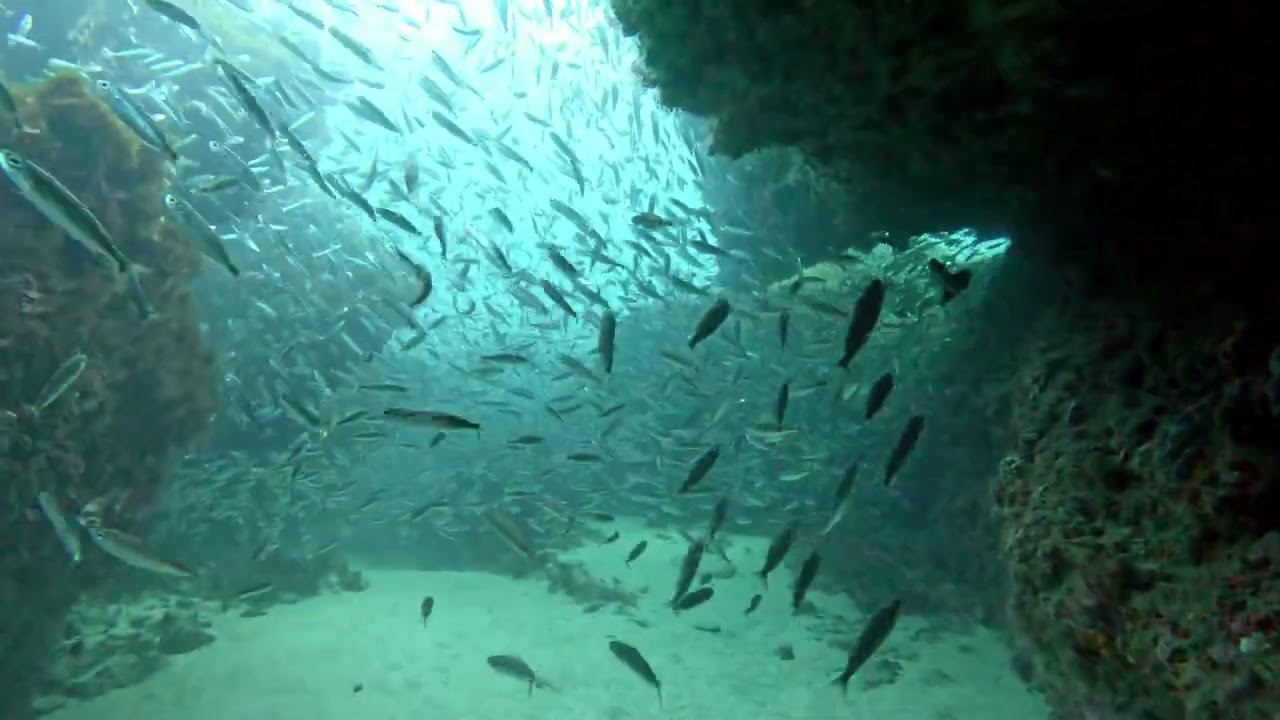 2024 11 03 LOS PECES