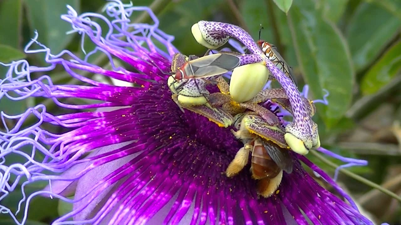Flor do Maracuj&aacute; da Caatinga - Coisas do Sert&atilde;o