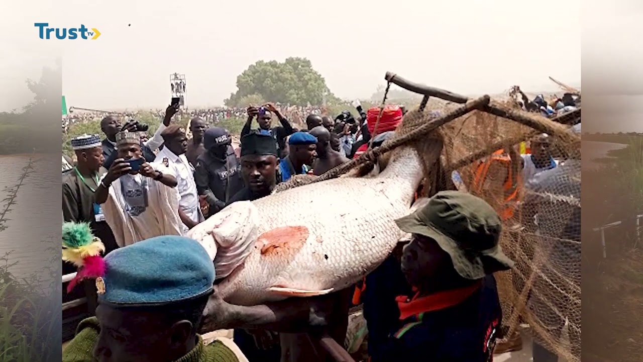 BLACK MAGIC MYTH OF ARGUNGU FISHING FESTIVAL (Shot Documentary) | TRUST TV