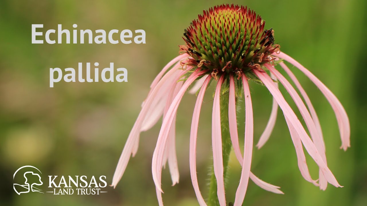 Echinacea pallida