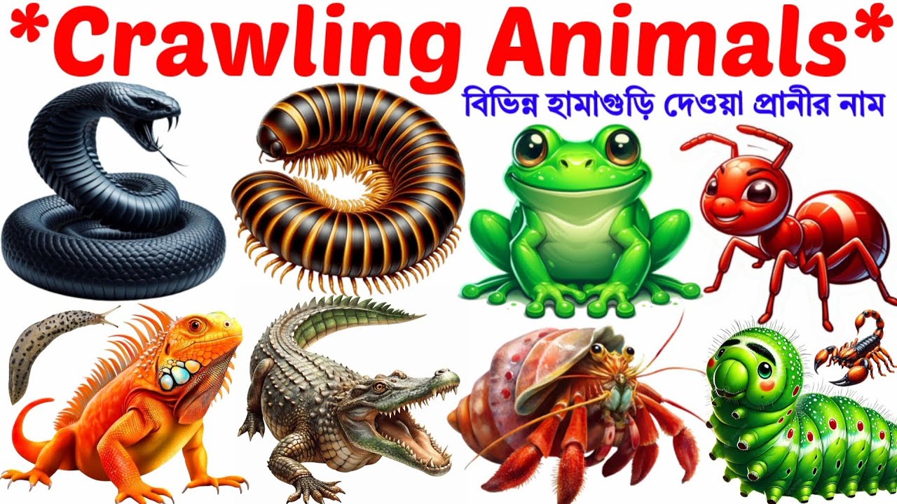 Crawling Animals​🐍| Name of Animals |English Vocabulary Learning Video for Toddlers and Preschoolers