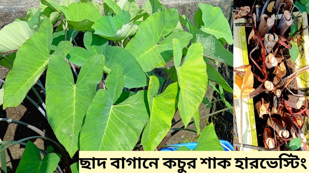 টবে  কচু বা কালো কচু চাষ পদ্ধতি এবং পরিচর্যা ‪। Roof Garden