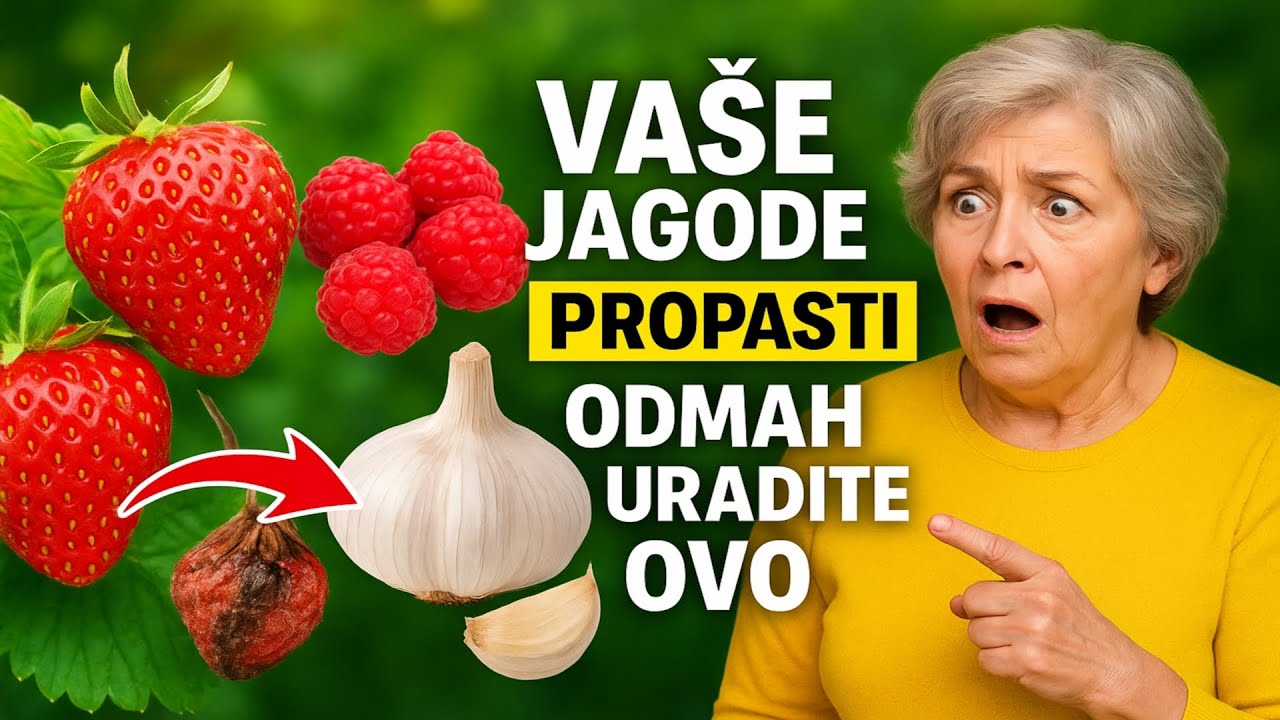 VAŠE JAGODE ĆE PROPASTI! Odmah uradite OVO sa malinom i belim lukom, dok ne bude kasno.