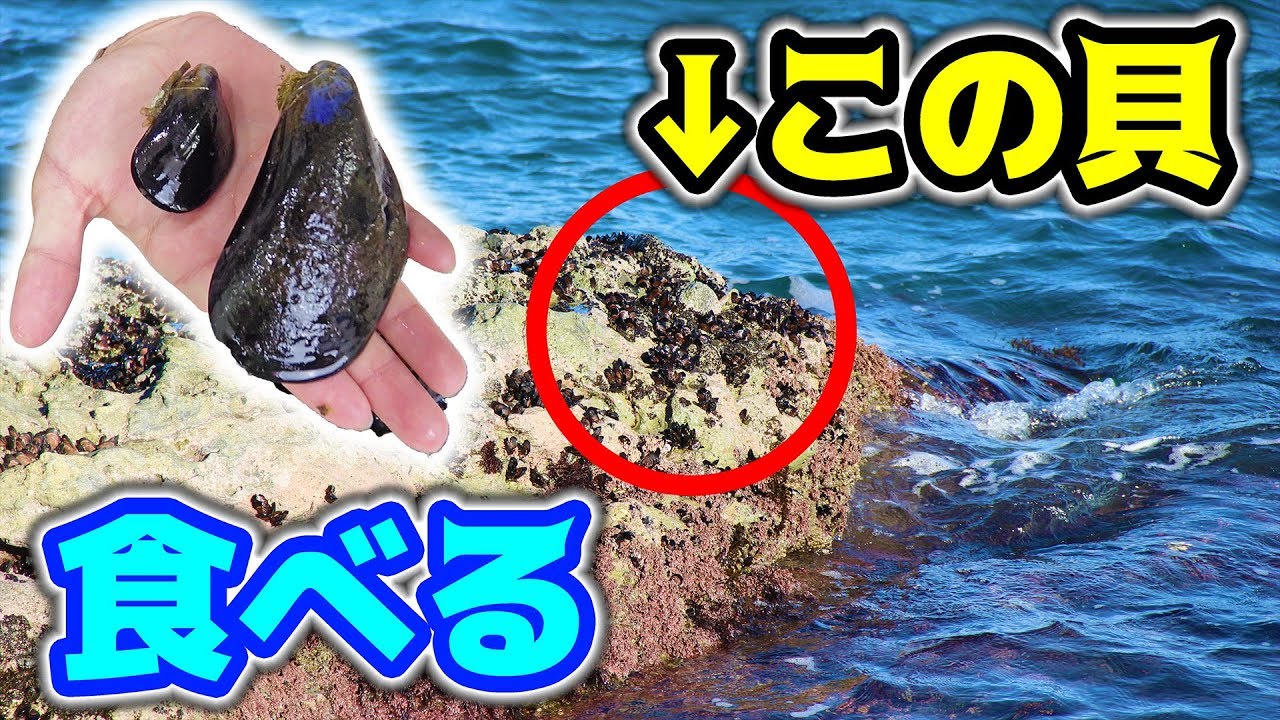 釣り場に生えてる貝を買って食べてみた。