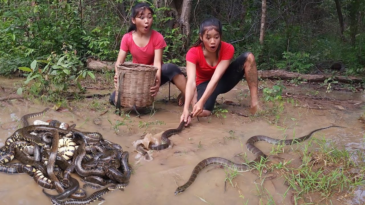 A lot snake in the rainforest, Catch snake for survival food - Snake soup spicy Eating delicious
