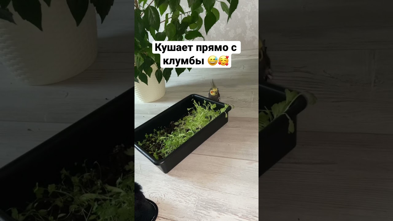 Узнали эту птичку? #попугай #животные