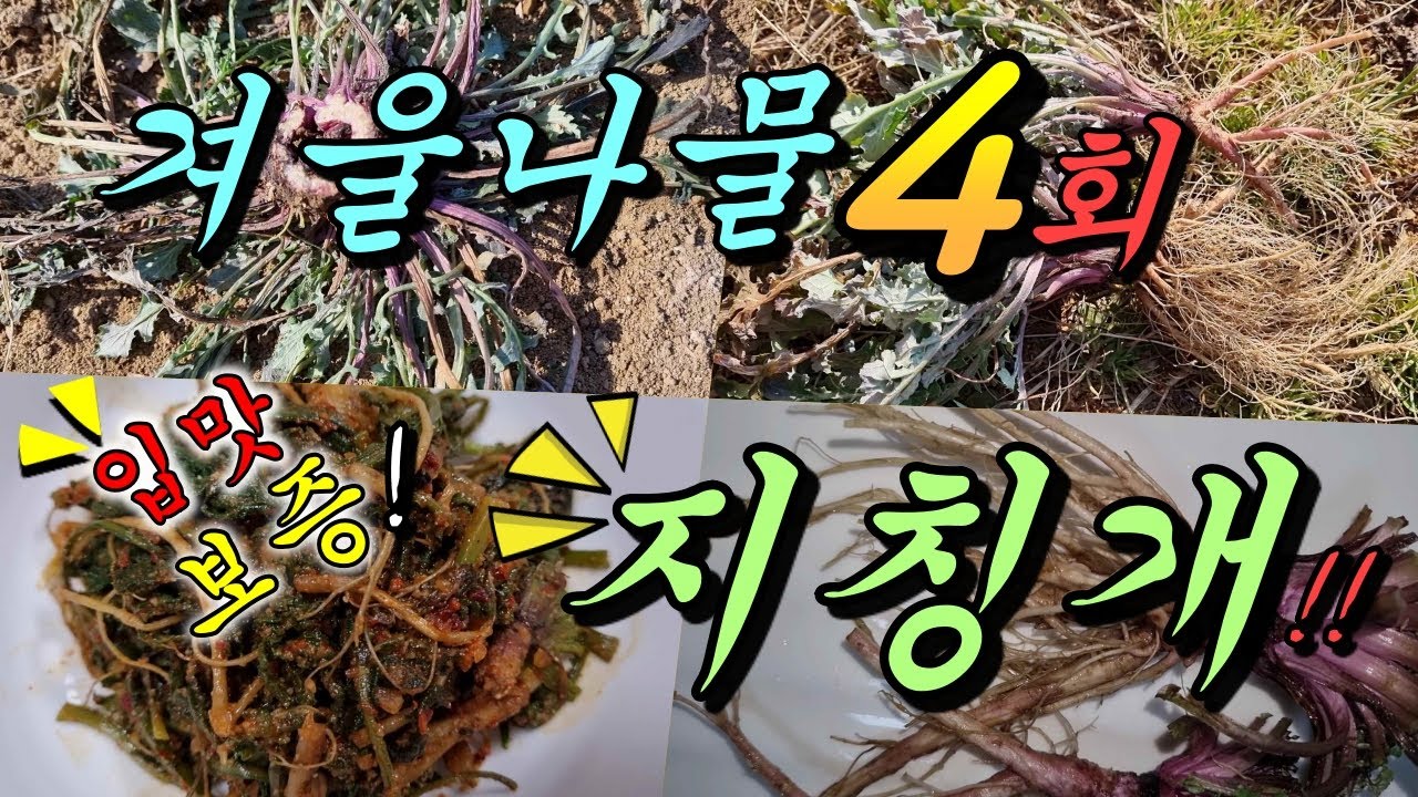 입맛 보증! 지칭개나물!-겨울에도 먹는 나물 제4회!