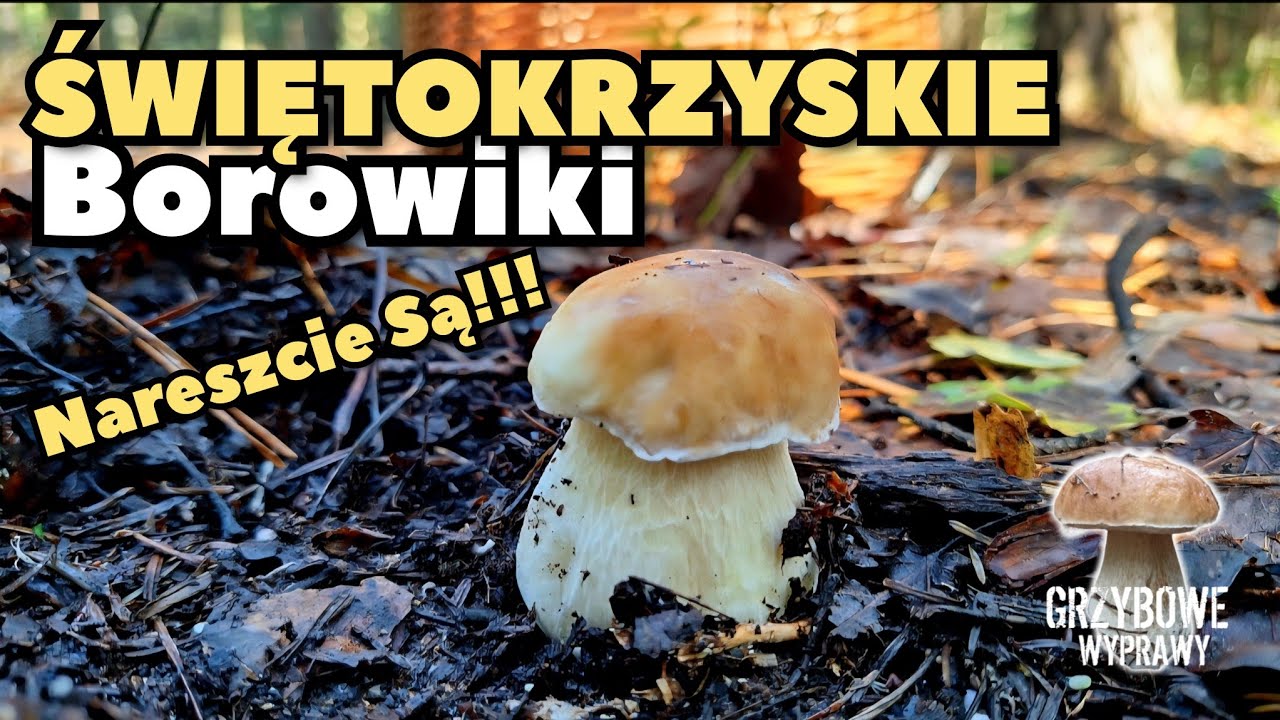 ŚWIĘTOKRZYSKIE BOROWIKI , NARESZCIE SĄ!!! #grzyby2025 #prawdziwki #borowiki #grzyby #grzybobranie 