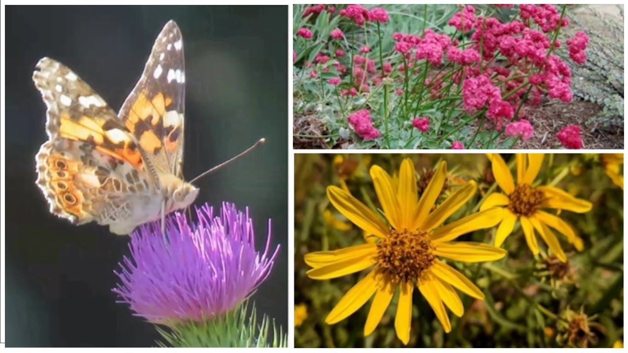 Native plants—keystone species for sunny areas in your garden