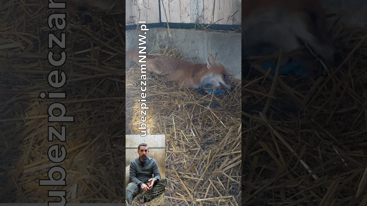 Piotrka polecamy  #animals #zwierzaki #animalhelp #ciekawostki #nature #wildlife #natura #fox