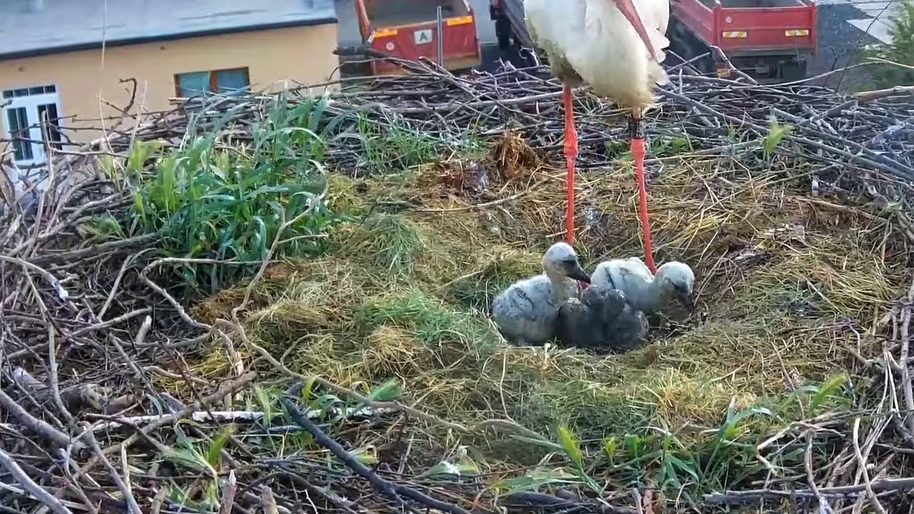 Čápi Ústí nad Orlicí | Páté čápátko bojuje o život | The fifth storklet is fighting for its life