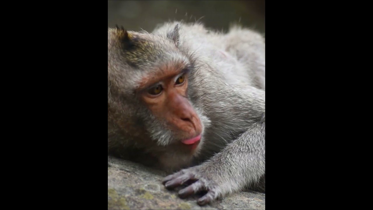 Adorable nice baby monkey