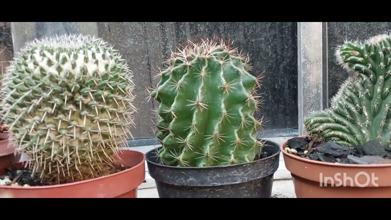 Cacto combina com chuva? Como ficam os cactos da minha coleção no tempo.
