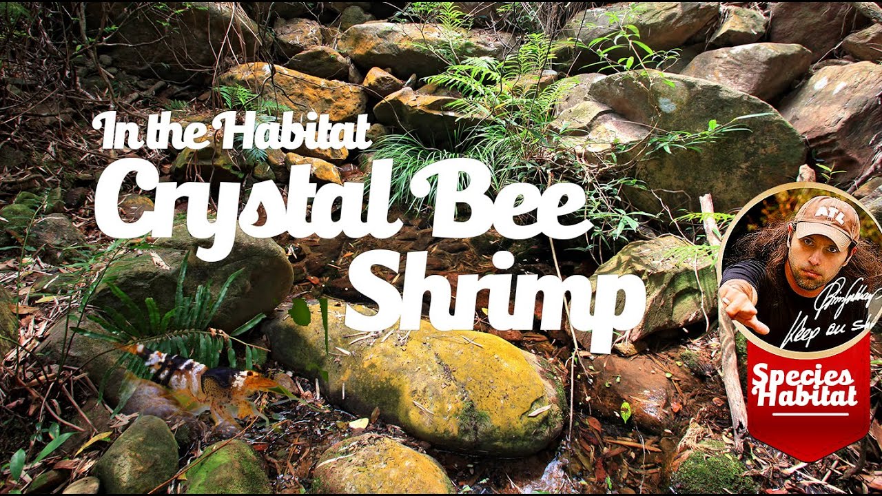 Crystal Shrimp Habitat Expedition