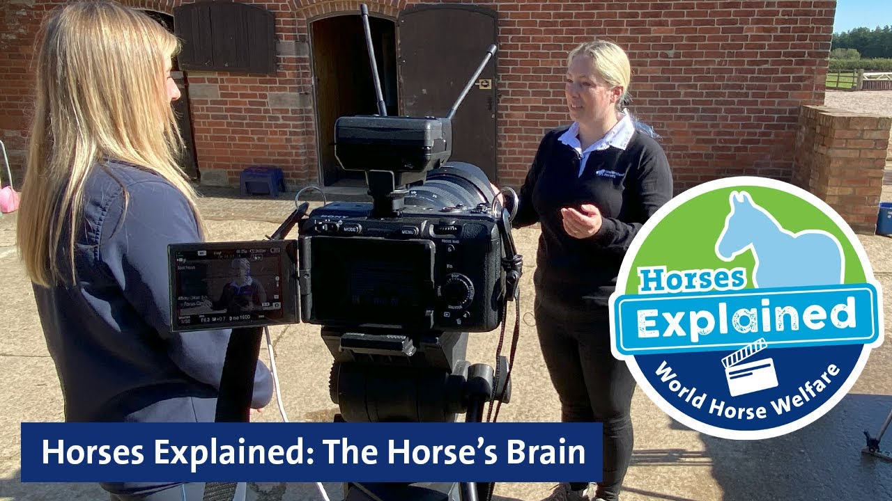 Horses Explained: The Horse’s Brain