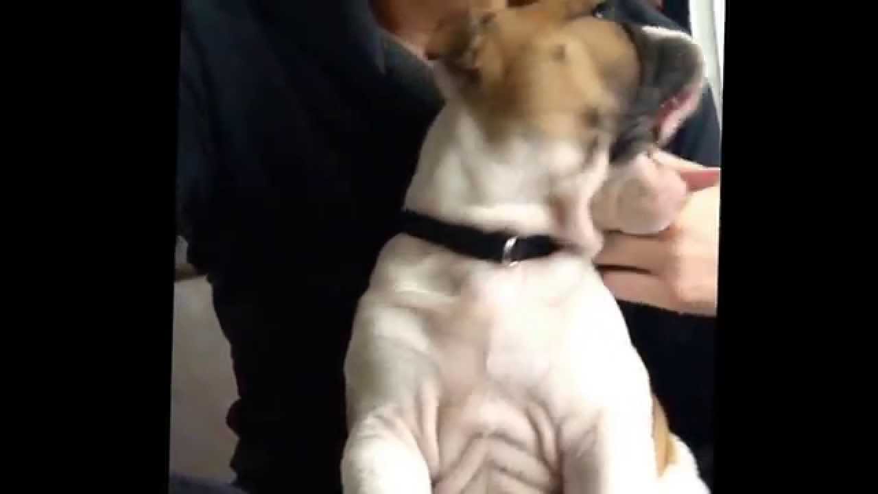 Frankie the bull dog rolls his eyes
