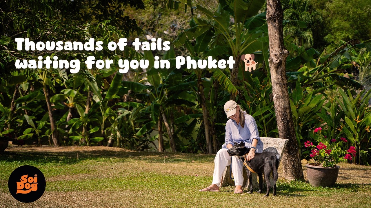 The best part of your Thailand trip? This.