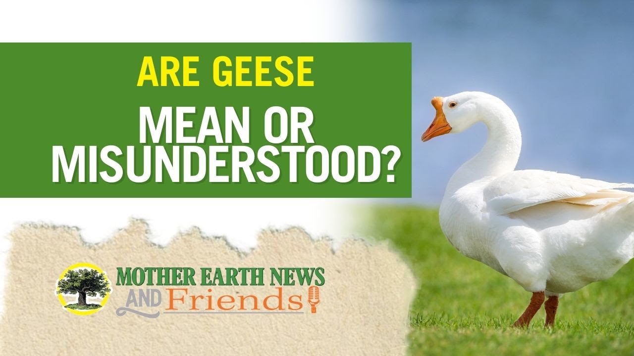 PODCAST | How to Raise Geese with Dave Holderread