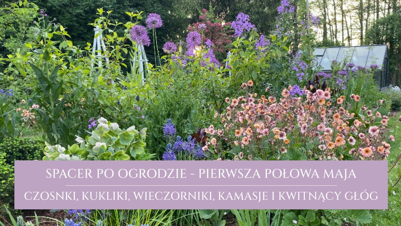 Spacer w maju | jakie zioła zbieram | co zjada orliki | kwitnie głóg, czosnki, kamasje i wieczorniki