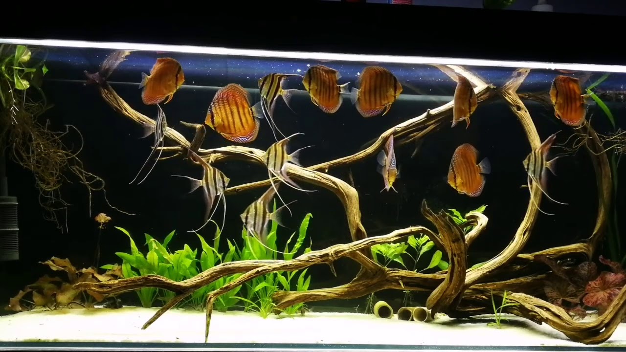Altum & Discus feeding #1