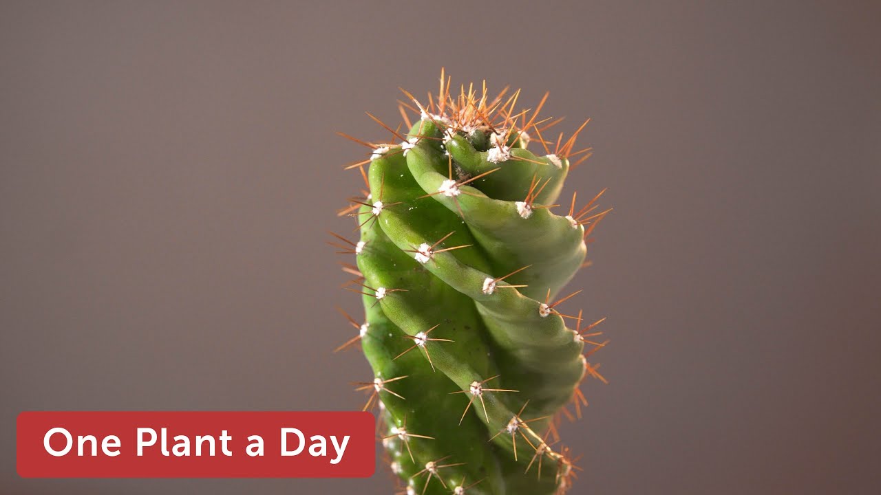 Cereus forbesii 'Spiralis'  Houseplant Care — 50 of 365