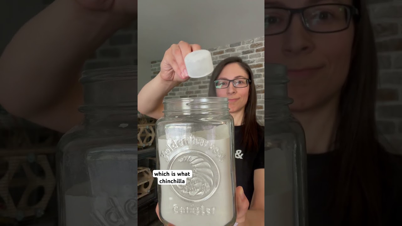 What else do you want to see? 🐭 #chinchilla #pets #shorts #youtube #dust