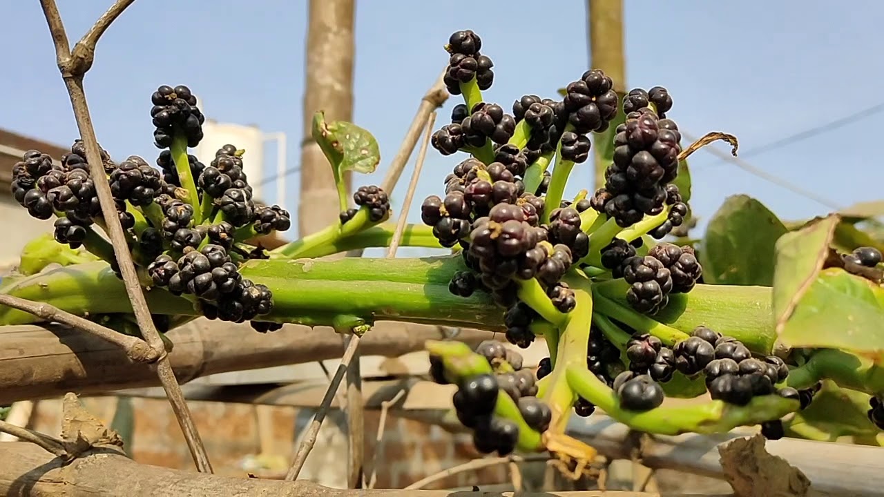 ପୋଇ ଗଛ ମଞ୍ଜି || Malabar Fruit Seeds | | Village farming || Poi Manji