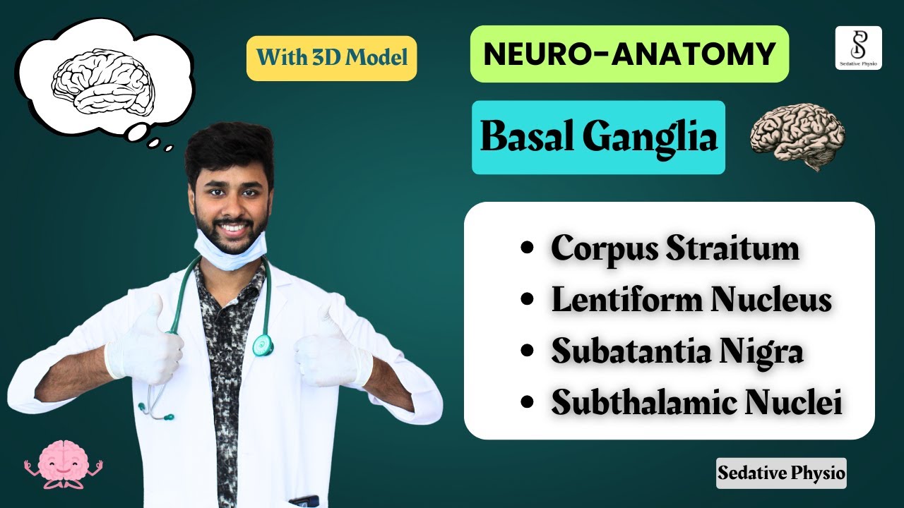 Basal Ganglia Anatomy - Corpus Striatum, Lentiform Nucleus, Substantia Nigra | Neuroanatomy