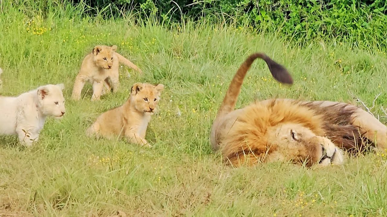 Lion Cubs Always Get Into Trouble