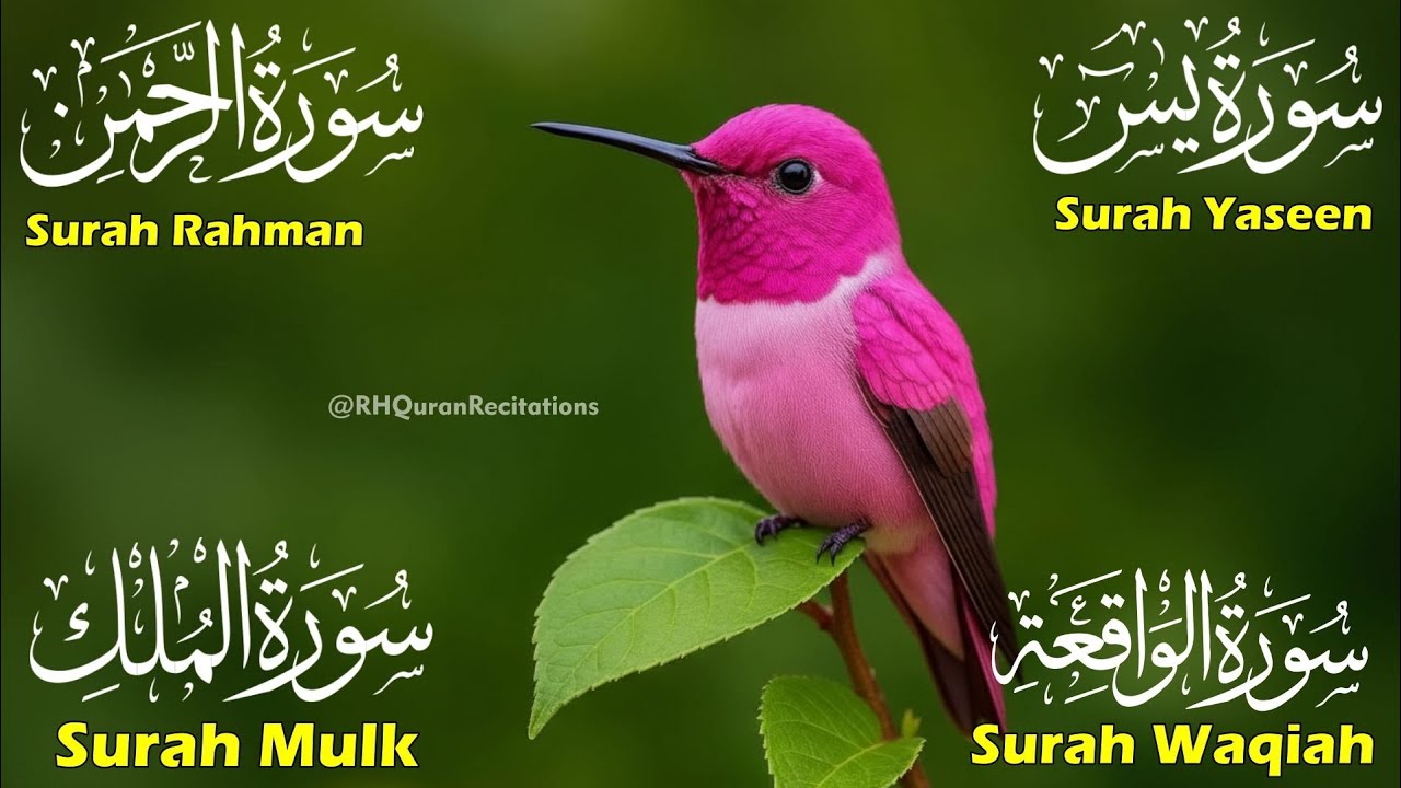 Beautiful Surah Yaseen (Yasin) | Surah Rahman | Surah Waqiah | Surah Mulk | Episode 93