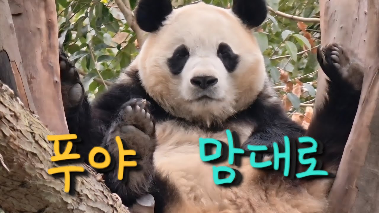2/10 푸바오실시간 오후(1) 푸야 맘대로 내려가고 싶을때 내려가도돼 ♡♡