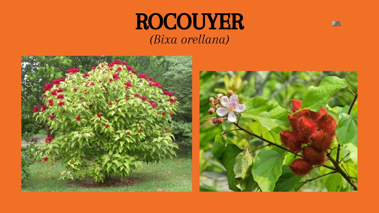 Les plantes aphrodisiaques
