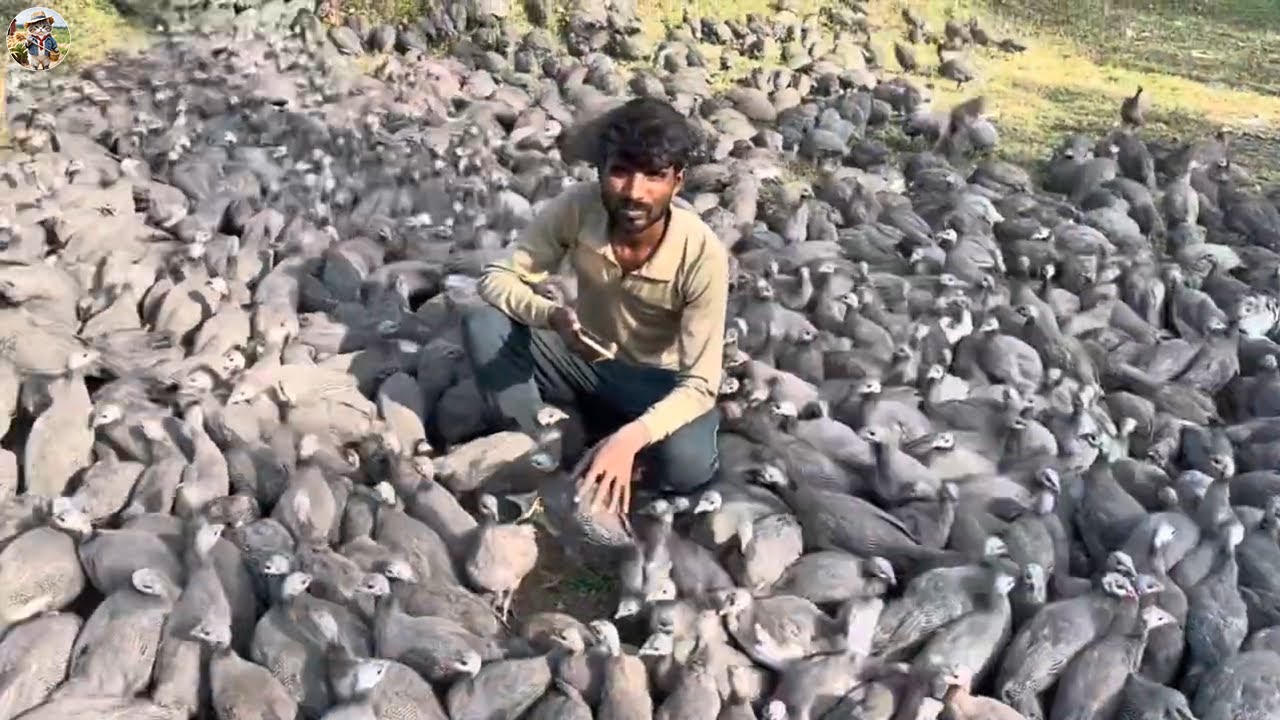 Азиатский фермер зарабатывает миллионы долларов на этой породе кур &mdash; ферма по разведению цесарок