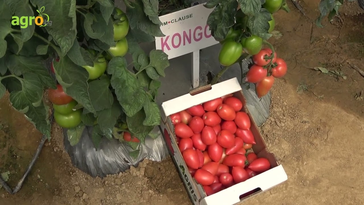 Невероятно красивите и вкусни домати на Агрис България