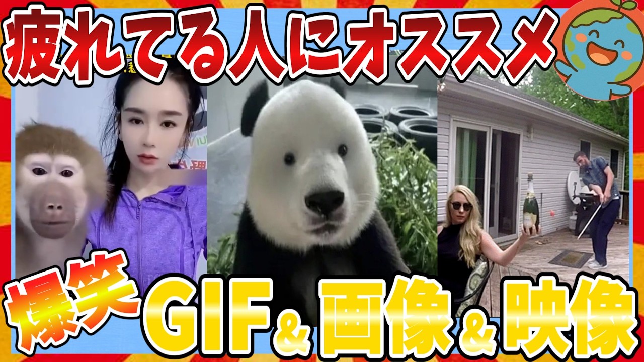 【🌏爆笑】疲れてる人に勧めたい笑えて元気の出るおもしろGIF＆画像＆動画大全集ｗｗｗ【2ch】【ガルちゃんまとめ】