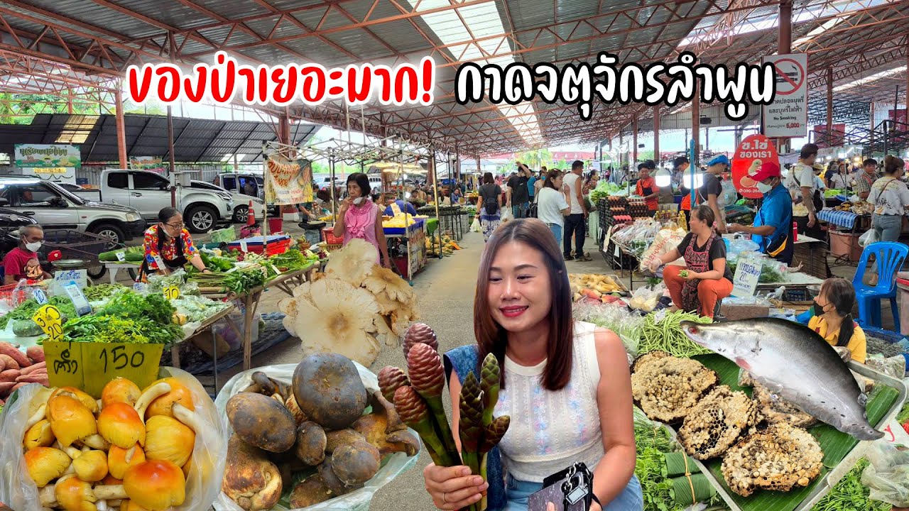 Ep.1 กาดนัดใหญ่จตุจักรลำพูน รวมของป่าแปลกๆ เห็ดไข่ ต่อหลวง ปลาแม่น้ำ เห็ดห้า