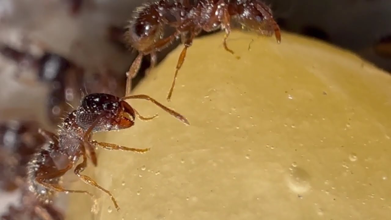 Ant
