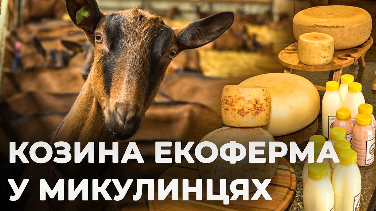 ЙОГУРТИ, СИРИ ТА МОРОЗИВО: на Вінниччині працює козина екоферма, де виготовляють крафтові продукти