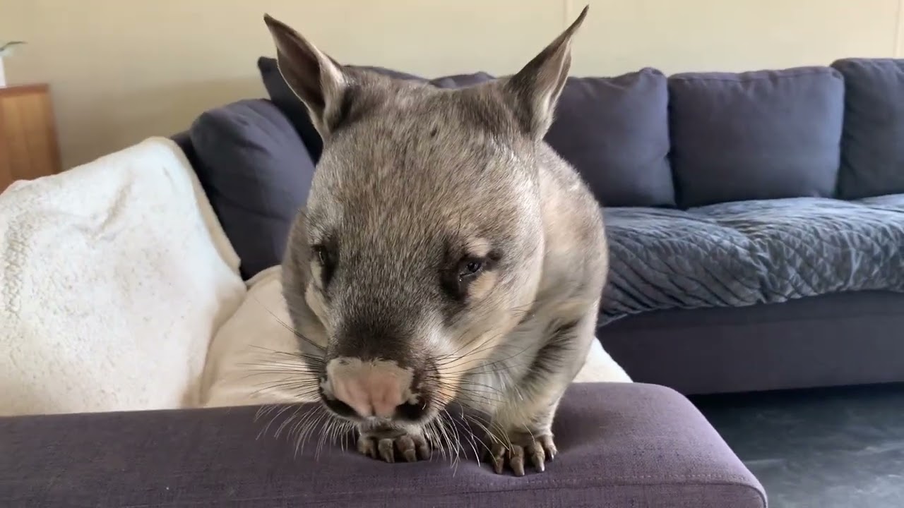 Woodrow the Wombat running a muck… into everything @rufusthecouchkangaroo