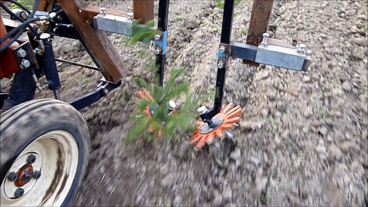 K.U.L.T. Fingerhacke (370) in Weihnachtsb&auml;umen - K.U.L.T. Finger weeder in Xmas trees