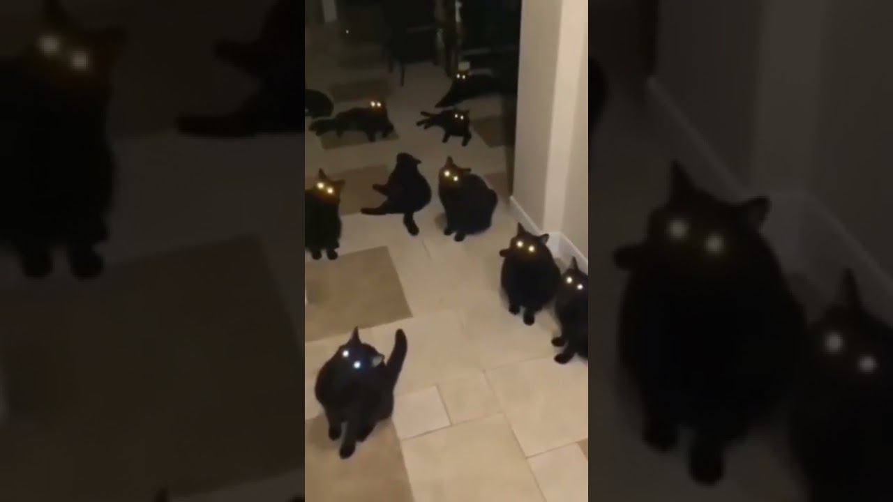 bombay cat 😍 