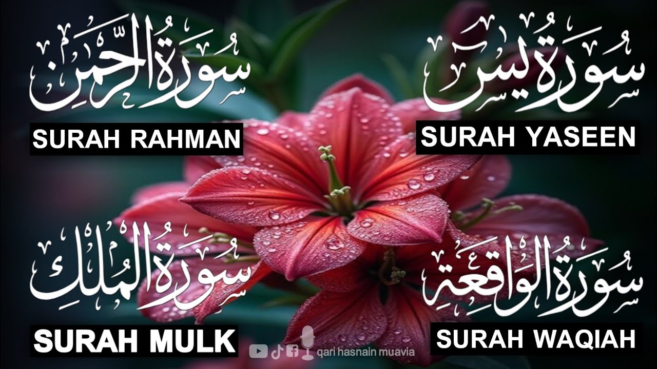 Surah Yasin ❤️ Surah Rahman , Surah Waqiah , Surah Mulk | Ep 336,یس