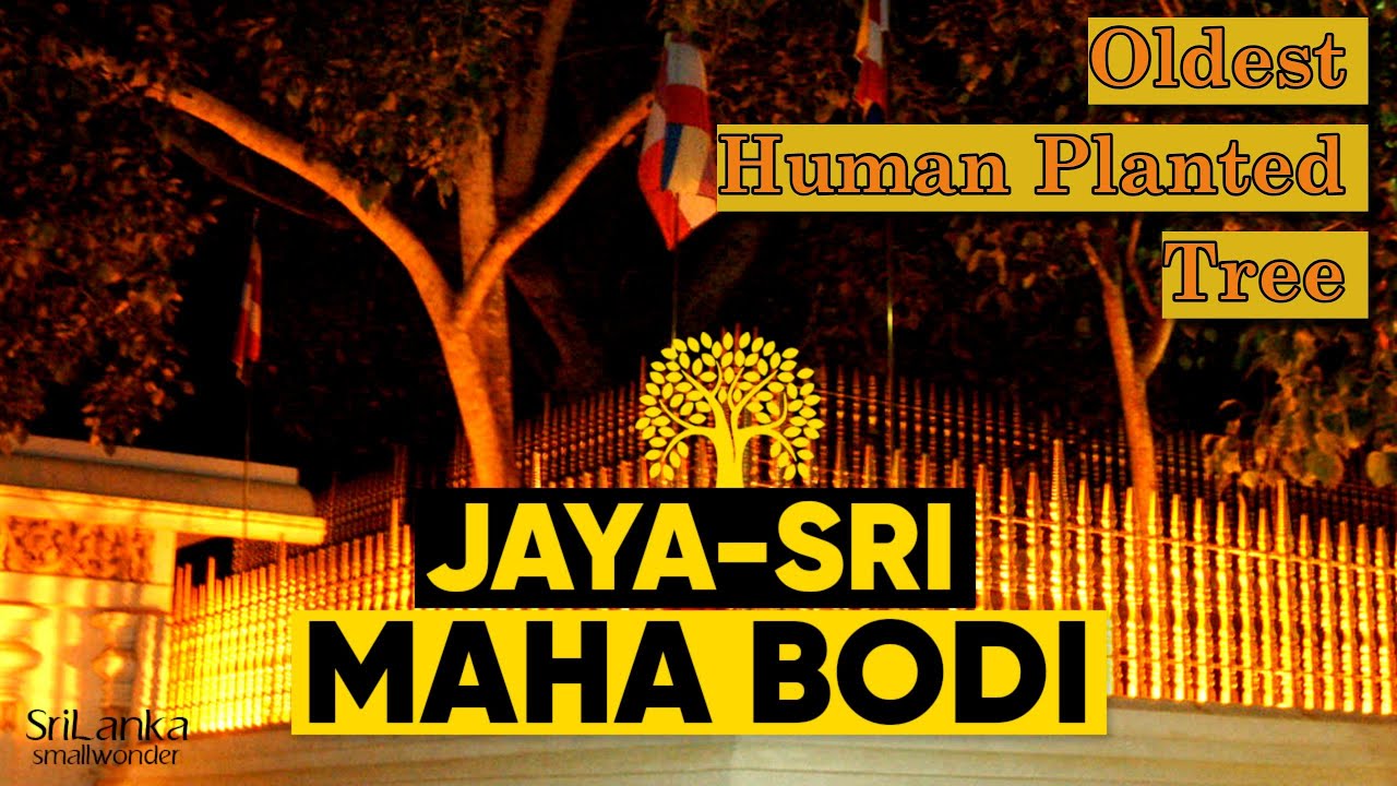 Jaya Sri Maha Bodhi, Sacred Fig  or  Bo - Tree (Ficus Religiosa) Worlds Oldest Human Planted Tree